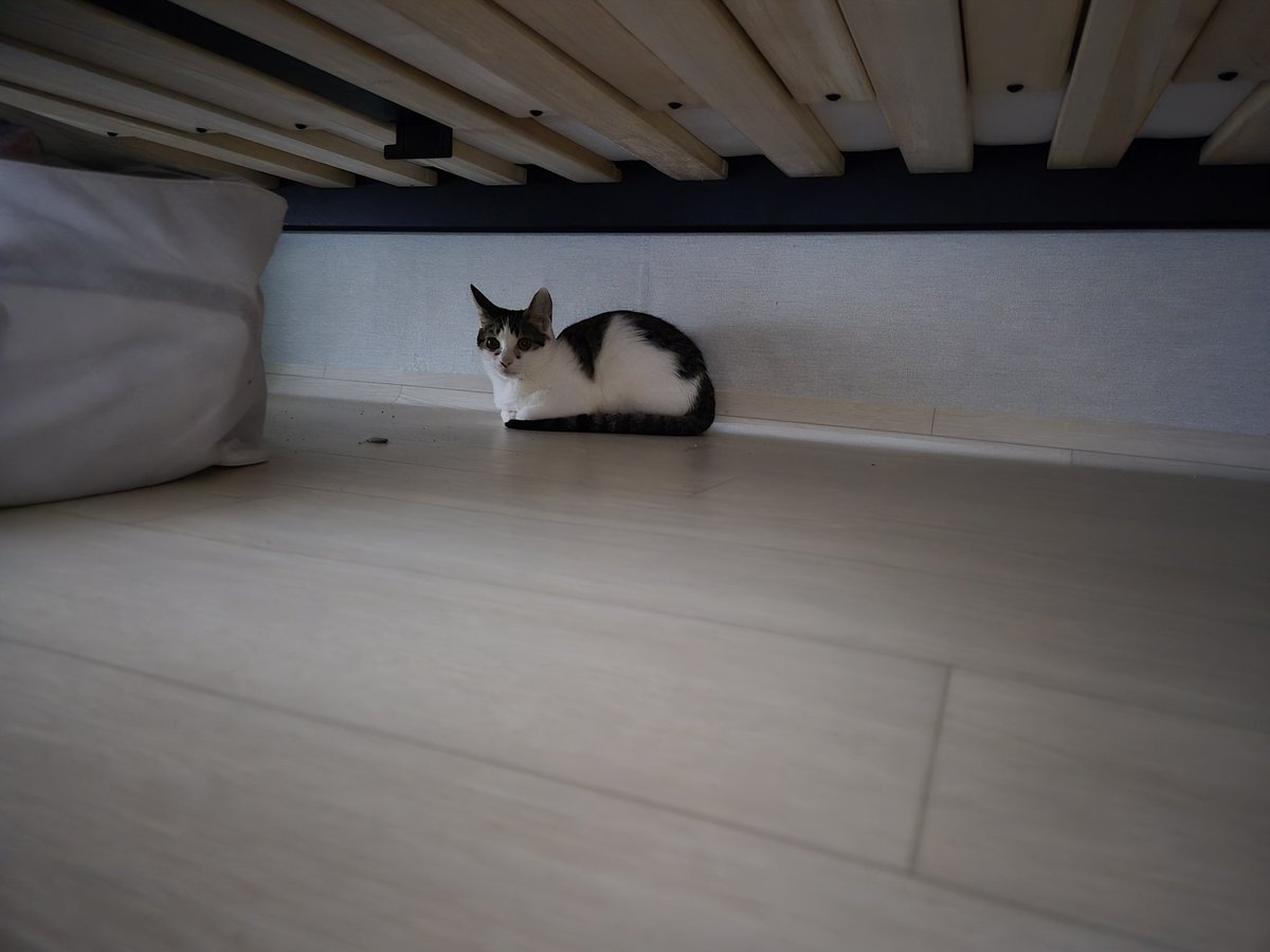 오늘의 일기📝
입양 보낸지 일주일만에 구름이를 만나고 왔다~
이미 남의 집 고양이가 되어있었다
고오얀것... 🤧 <a href="/Gurrrmizip/">☁️구름이☁️</a>