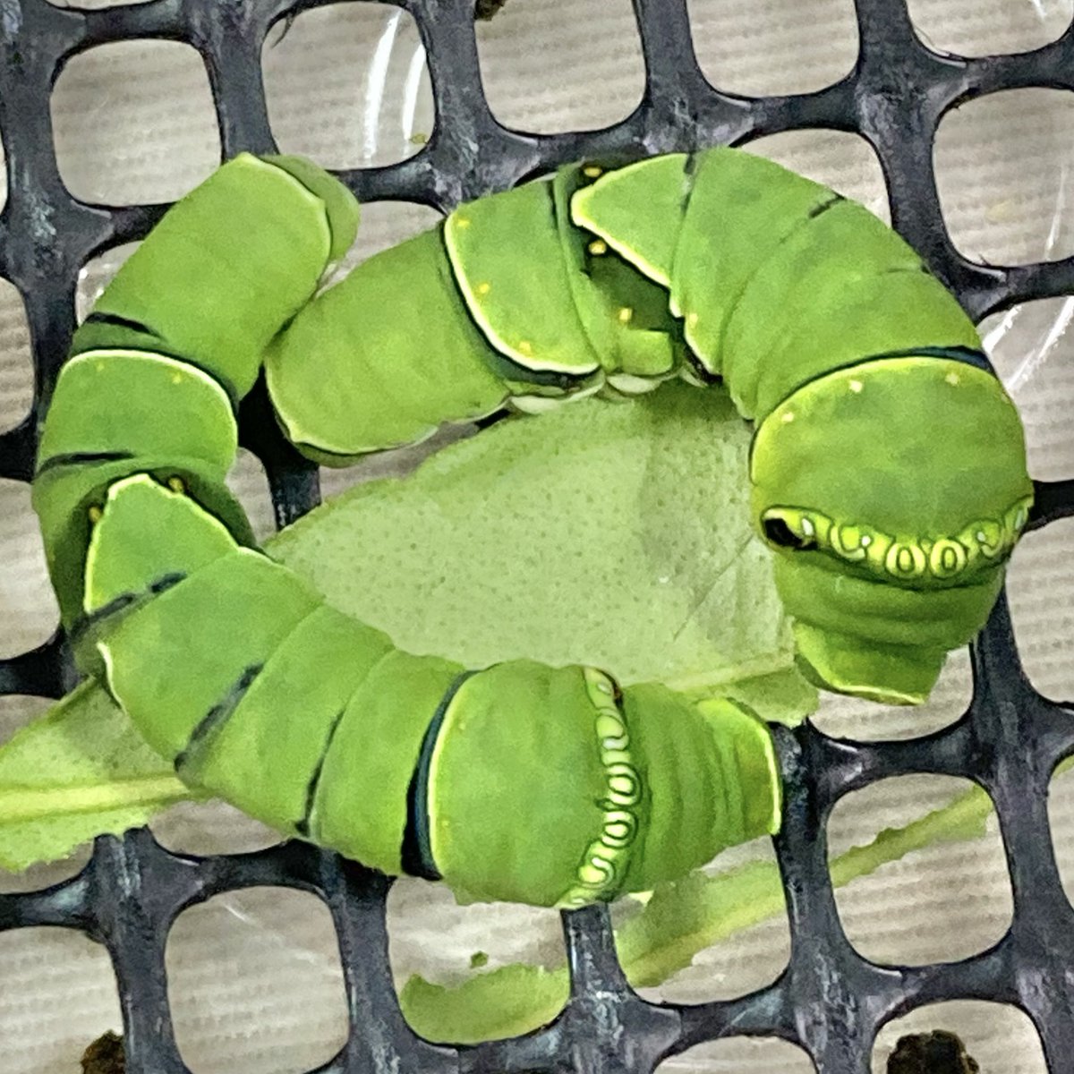 なみクロ🦋いもいも🐛 (@ike_imochanz) / Posts / X