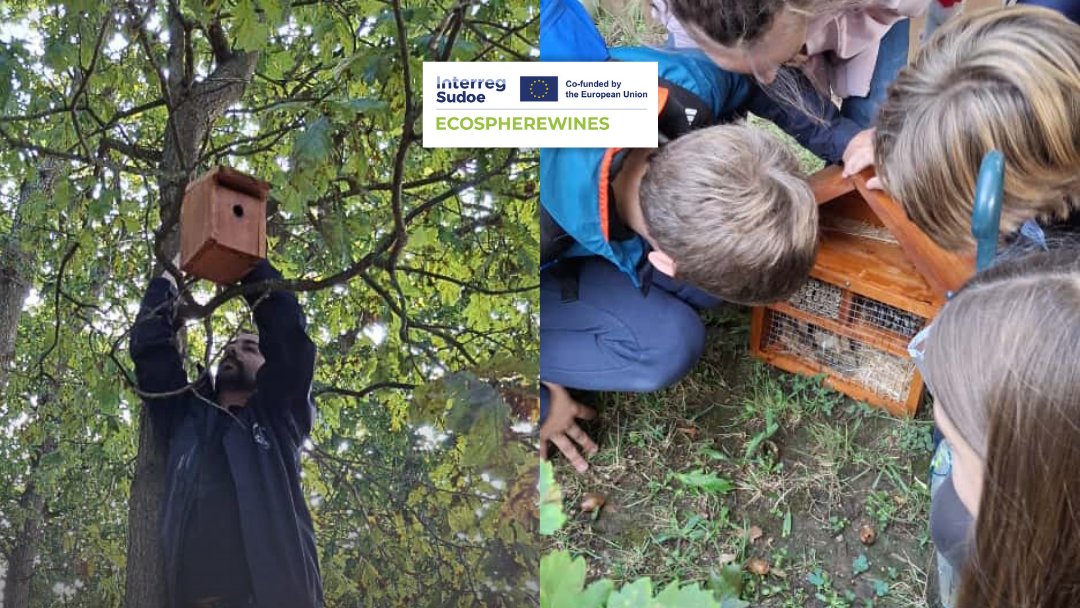 fjuanadevega's tweet image. #InnovaciónRural | 🍇 Uns 60 rapaces do CEIP Juana de Vega convertéronse hoxe en aprendices de #biólogos para aprender a coidar os viñedos da man de #ECOSPHEREWINES, un proxecto @6Sudoe para mellorar o capital natural do viñedo e favorecer a súa conservación e xestión sostible.