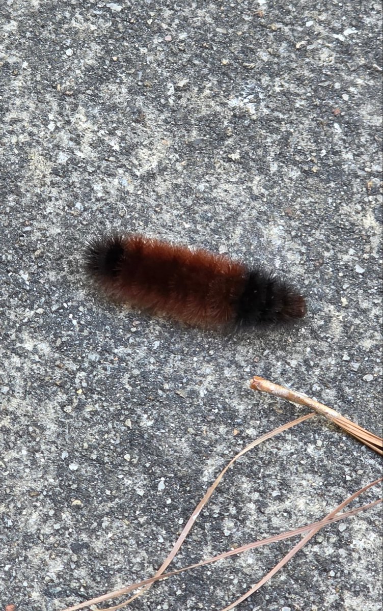 pinksaltarmy's tweet image. You know what that means. 🥶