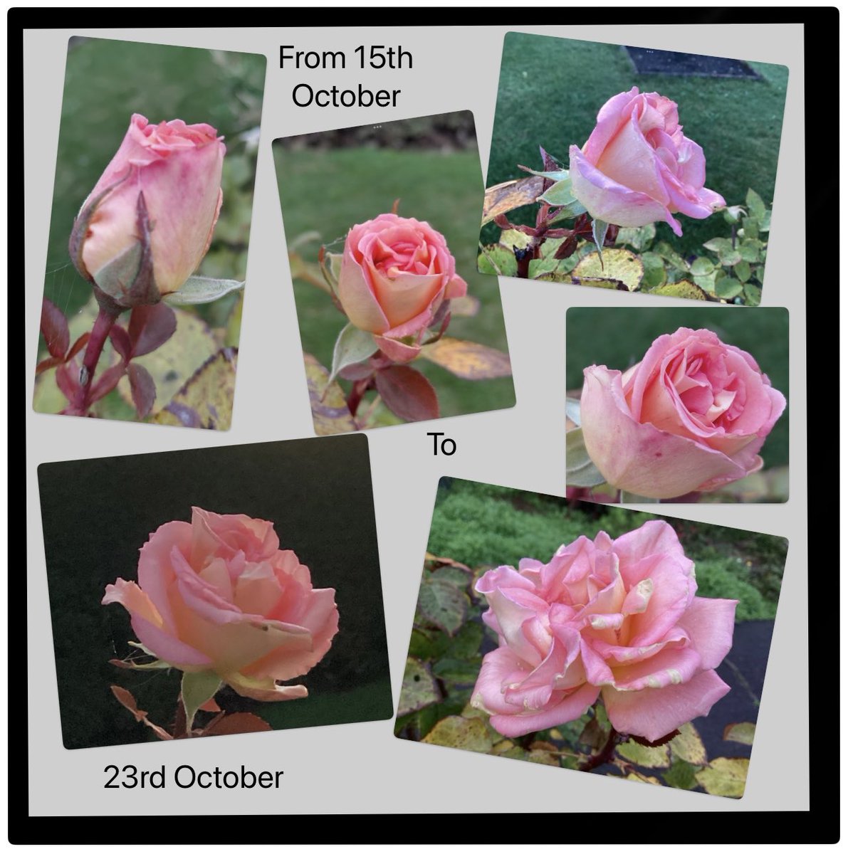 AntheaJames3's tweet image. #GoodAfternoonEveryone. It’s a cold damp afternoon in #NEUK so got my cuppa and had a bit of a look in my photo library . This gorgeous #RoseADay  probably won’t be there much longer.  It’s the only one on the bush, with no buds in sight. Sent with #ThursdayLove to you all 🥰