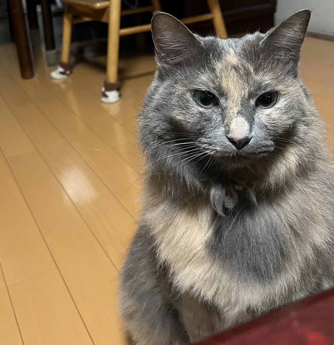 実家のお猫様は牛乳がぶ飲みして鼻についたまま出てきたのかな？
ほんとうにかわいいの。長生きしてくれよな☺️