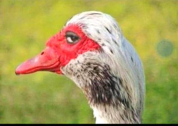 If I join Hallelujah Challenge, what will I get? I don't want to feel betrayed at the end 🌝