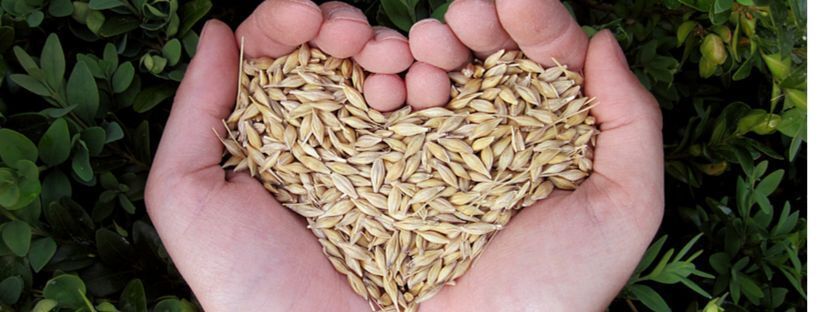 NETZRO_US's tweet image. Grain fact: craft breweries generate enough leftover grain (&quot;spent grain&quot;) to feed the world. That&apos;s where upcycling comes offering a solution to salvage the spent grain converting it into nutritious ingredients. There&apos;s enough spent grain globally to feed the world. 🌍🌾🍺