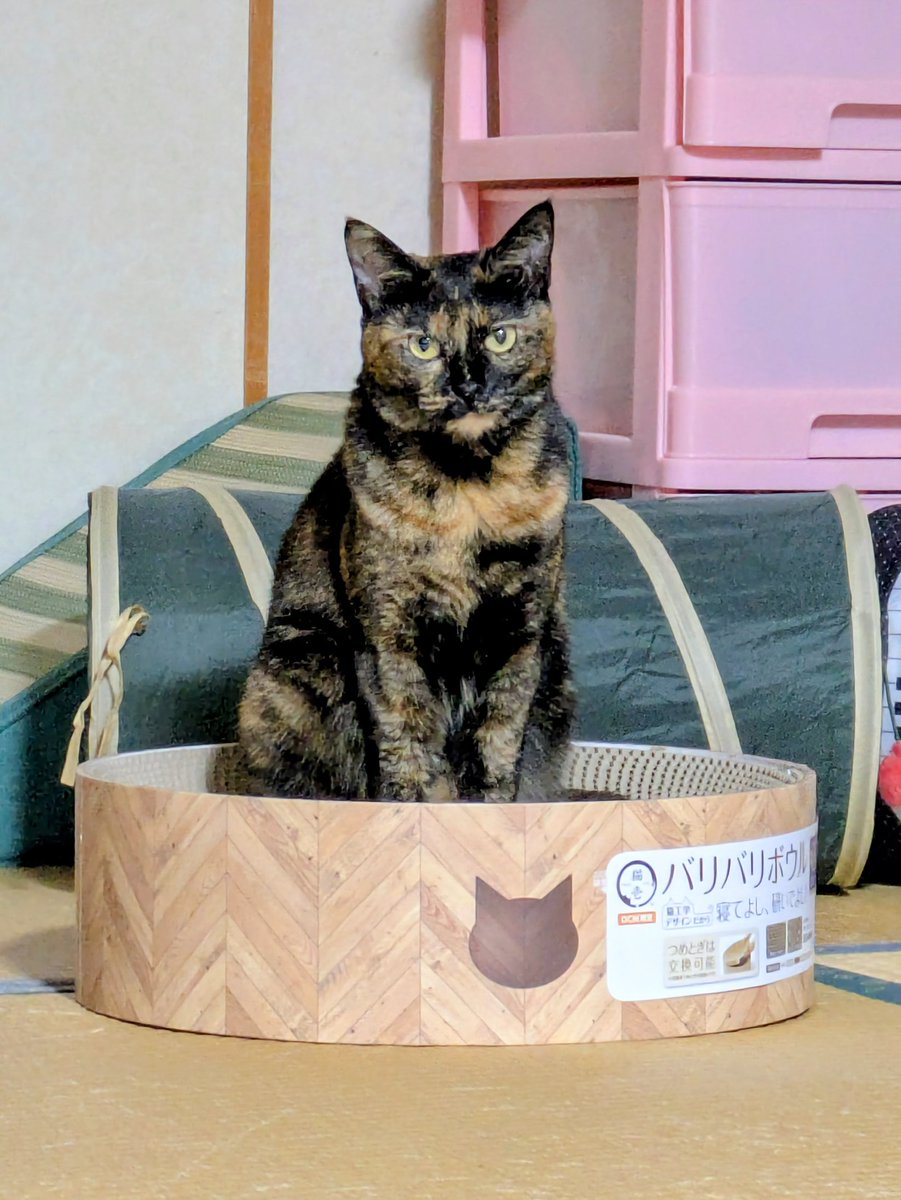 さび猫ボボちゃん on X