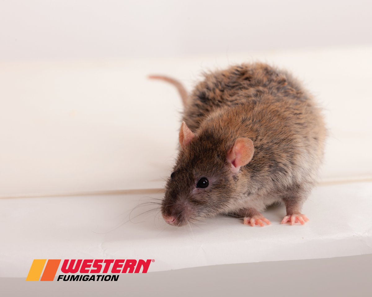 WFumigation's tweet image. #RodentAwarenessWeek: Rodents contaminate food, damage property, and put reputations at risk. When infestations grow beyond what traps and baits can handle, our fumigation solutions deliver serious results, fast. bit.ly/3xHcTpy
