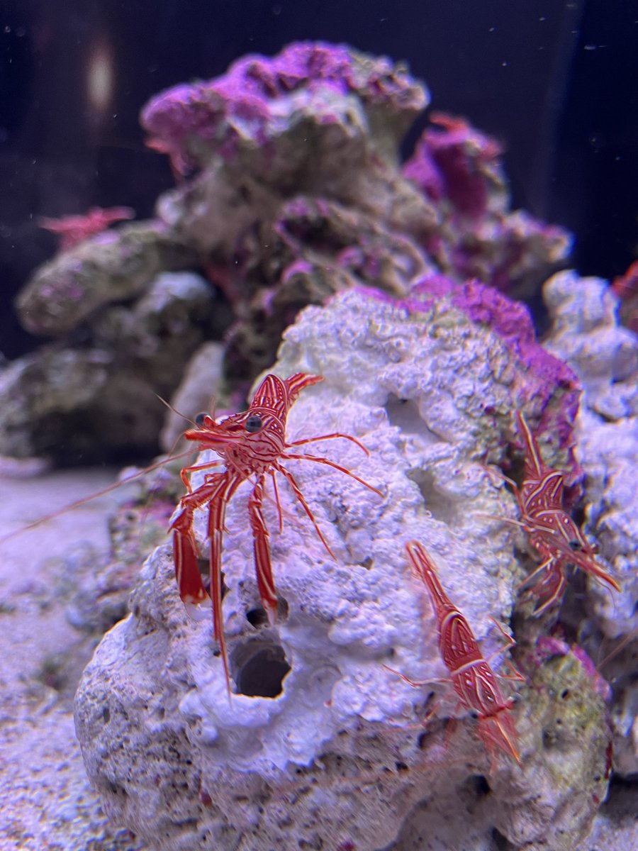 llks1o's tweet photo. 水族館行ってきた！！ https://t.co/dzBU9SKCSY