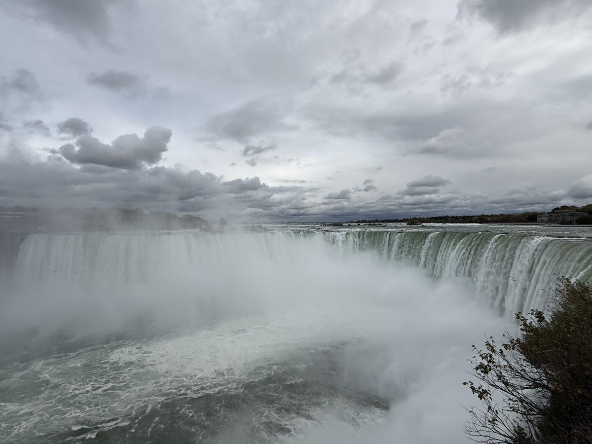 gray wolf tweet media