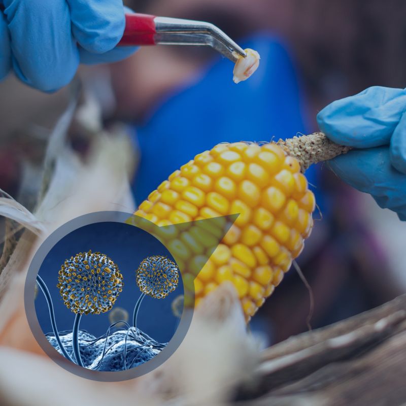 Mycotoxins – A 2000-year-old problem with a 21st-century solution. New automated testing methods can test up to 6 mycotoxins at the same time and are paving the way for a bigger understanding of crop contamination globally. Read more 
fossanalytics.com/en/news-articl… #mycotoxins