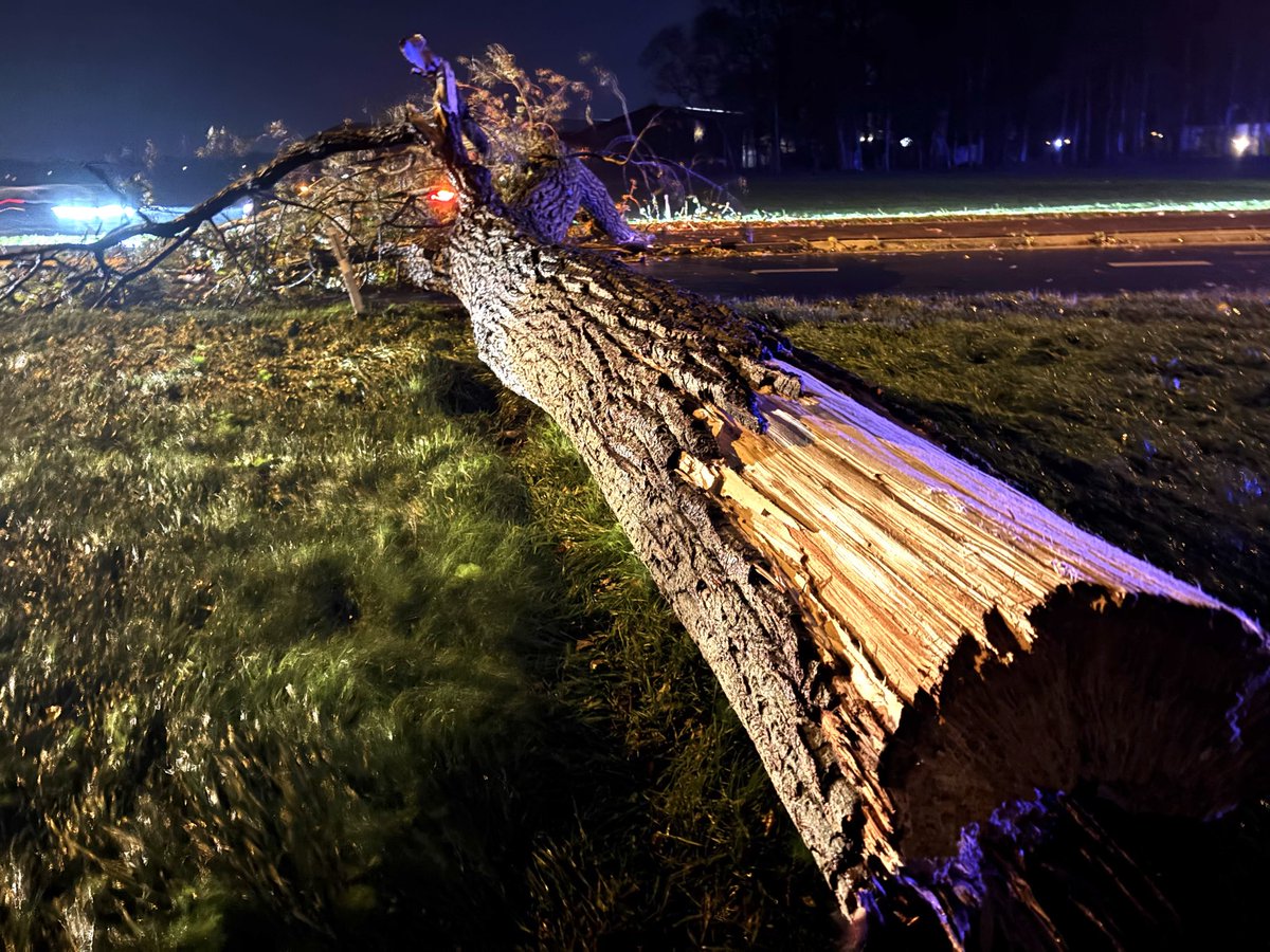 Omgevallen boom op rijdende auto in Westwoud