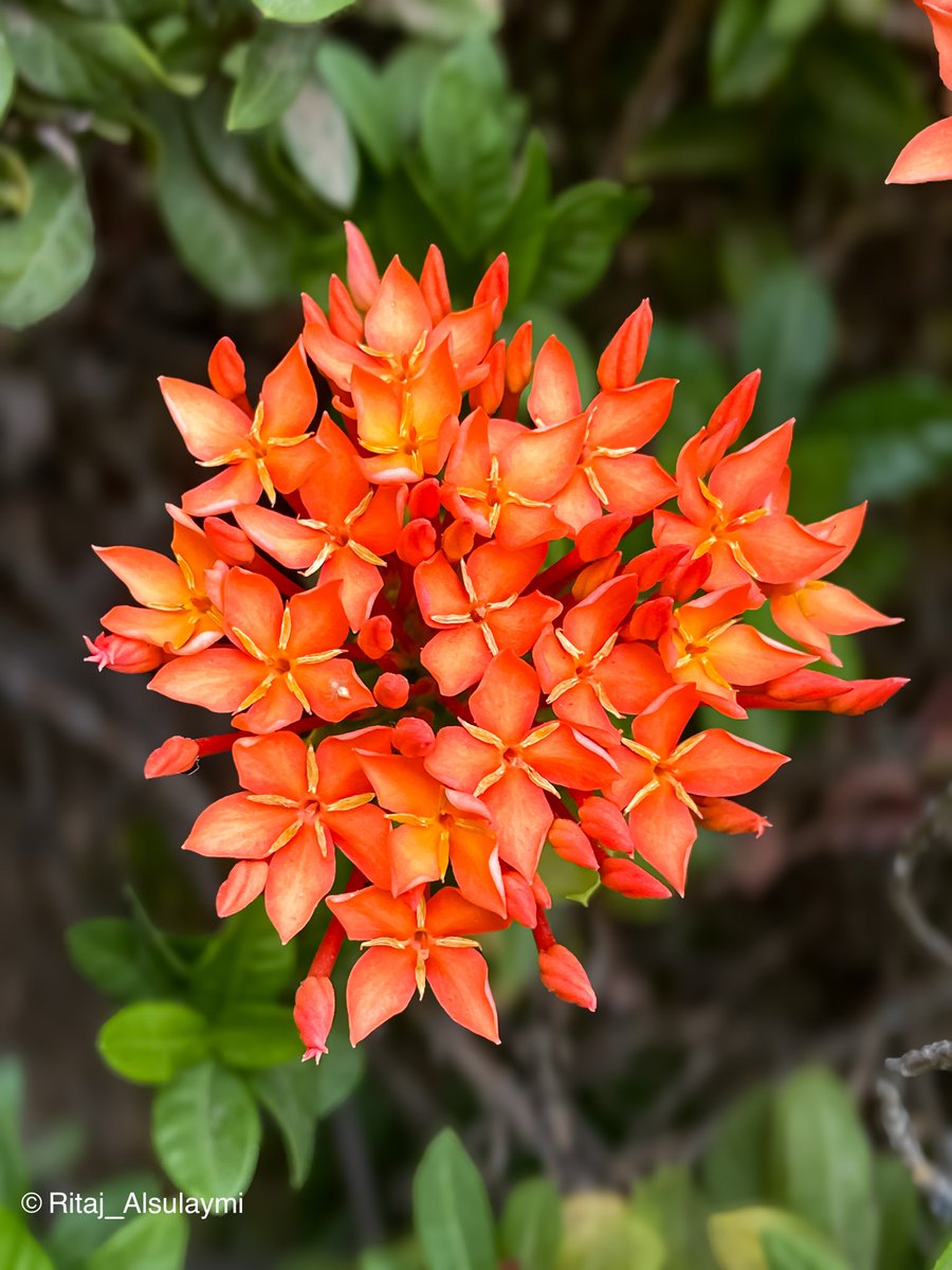 ريتاج الصليمي tweet media