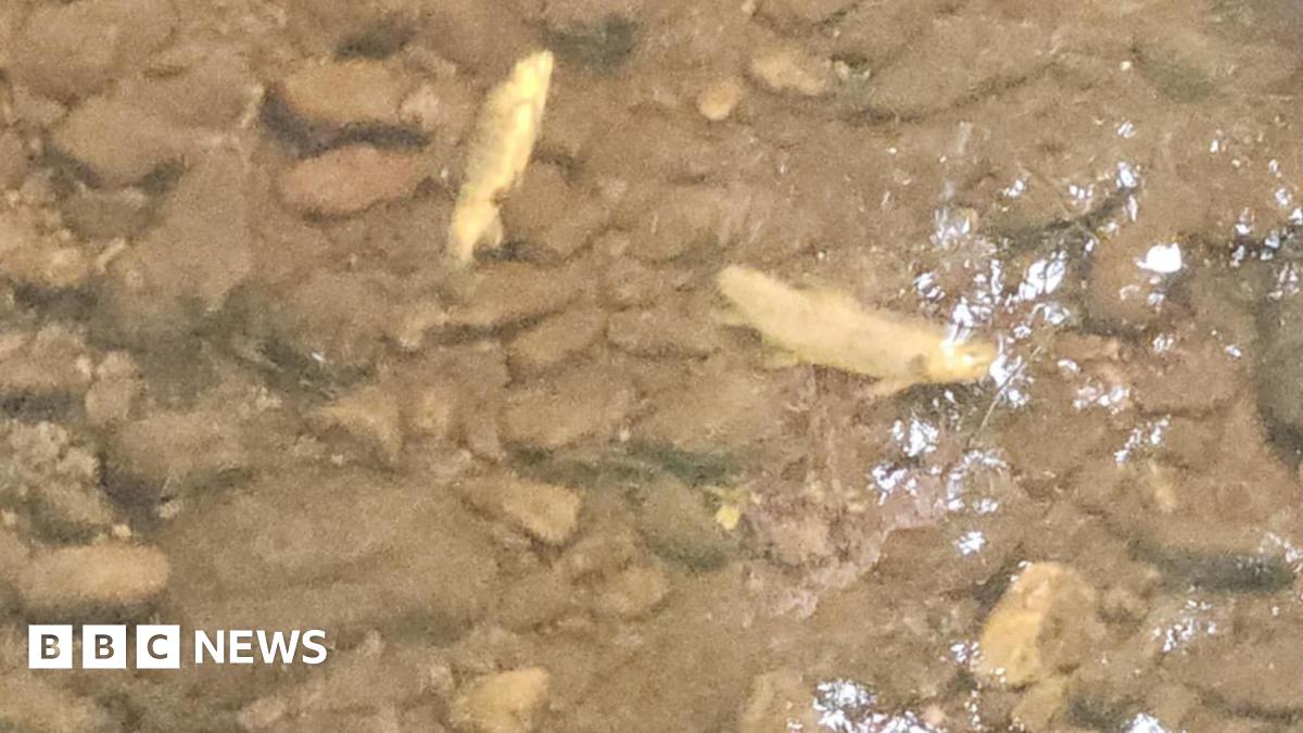An investigation is under way after more than 400 dead fish were discovered in a County Londonderry river.

The Loughs Agency confirmed it was notified on Monday of a suspected fish kill near Ballykelly village.

bbc.co.uk/news/articles/…