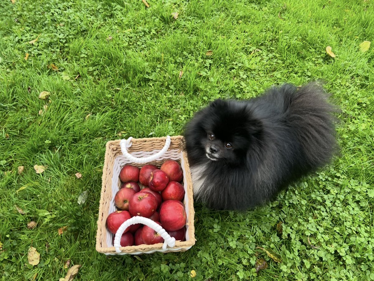 missm_bh's tweet photo. …Dj” doest’t rake leaves, he chases them ✨and sometimes, collects the apples too.🐶🧡🍎🍎🍎x https://t.co/MZ7SOvmhLJ