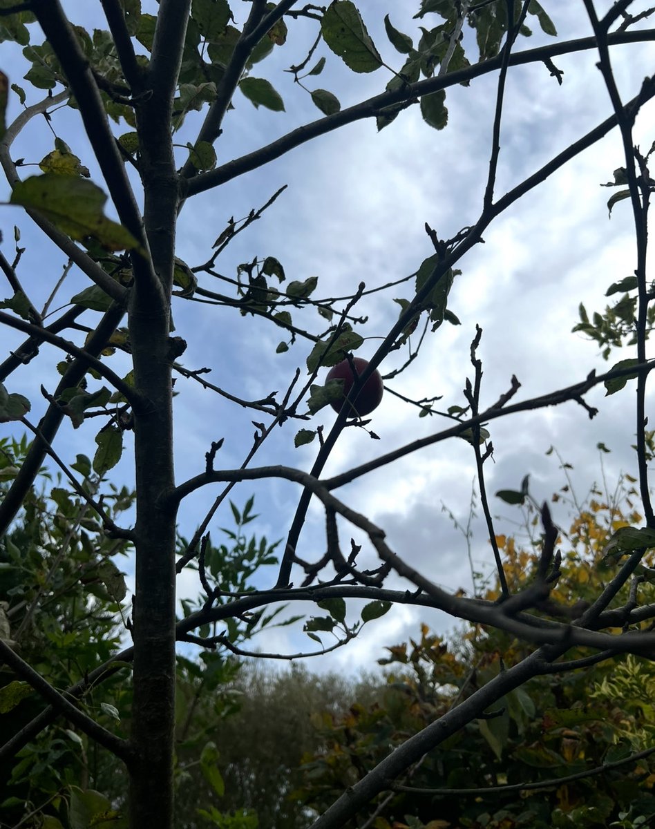missm_bh's tweet photo. …Dj” doest’t rake leaves, he chases them ✨and sometimes, collects the apples too.🐶🧡🍎🍎🍎x https://t.co/MZ7SOvmhLJ