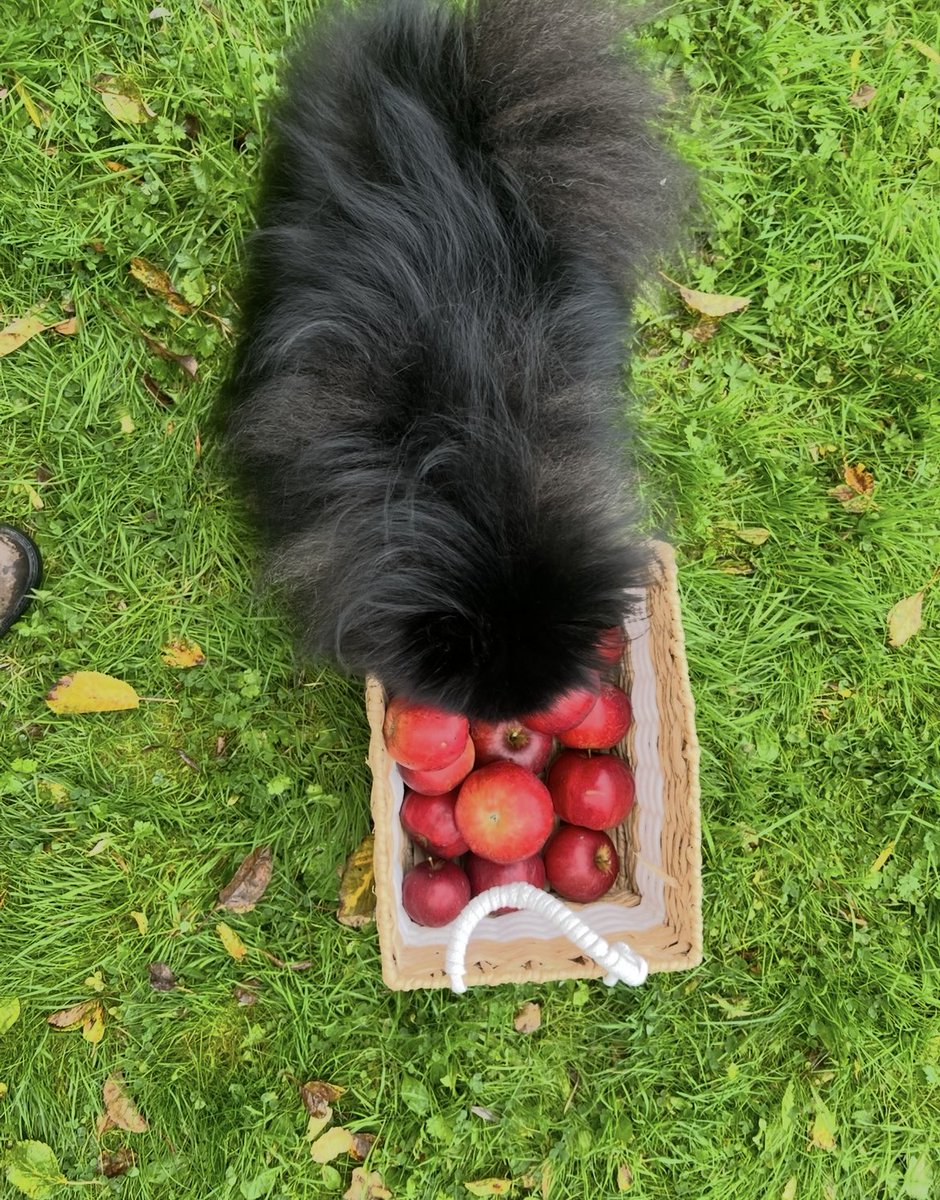 missm_bh's tweet photo. …Dj” doest’t rake leaves, he chases them ✨and sometimes, collects the apples too.🐶🧡🍎🍎🍎x https://t.co/MZ7SOvmhLJ