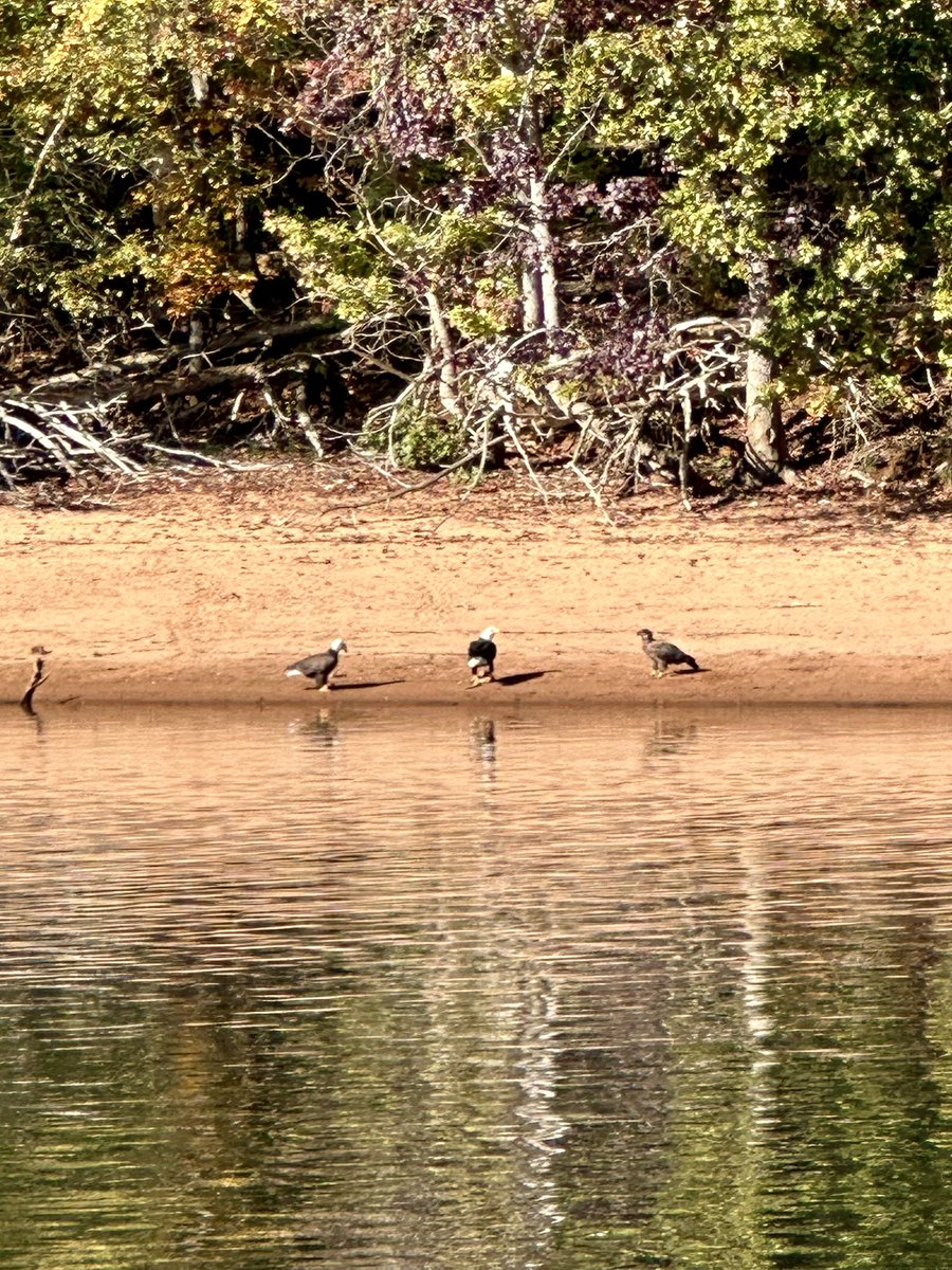 It was a beautiful day for a field trip to explore our Lake Lanier ecosystem! We learned how our local water is filtered and we got to see some bald eagles!! 🦅 <a href="/ElacheeNature/">ElacheeNatureScienceCenter</a> <a href="/MVESGainesville/">Mt. Vernon Exploratory School</a>