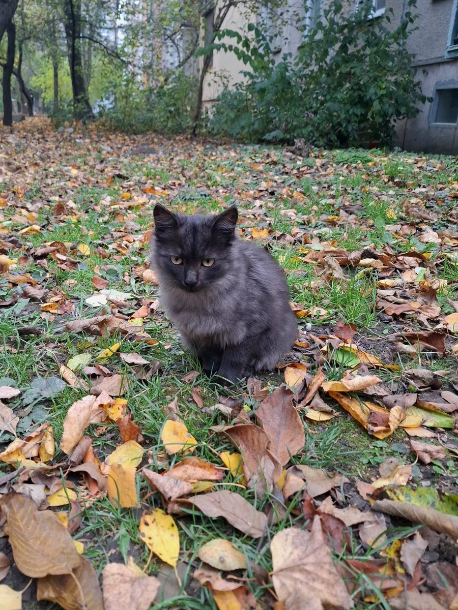 stepanivna_'s tweet photo. Це що за день і ніч??
Одні тут відпочиваєте? Без батьків?? Не порядок! Діти самі гуляють альо🥹 https://t.co/yf3BTQ9w5x