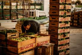 ¡Precios en la UAM! 📉 Baja el precio de tomate, morrón verde y zapallito. ⬆️ Sube manzana verde y choclo uruguayo. Menos movimiento de mercado por pronóstico de lluvia. #UAM #PreciosAgro #FrutasYVerduras #AgroAvisos