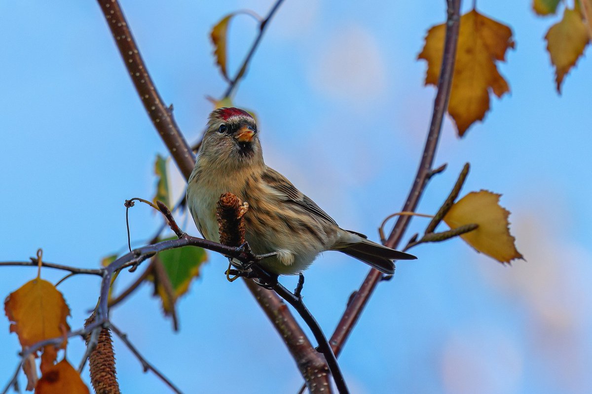 Lesser Redpoll is not a common bird down my neck of woods so I was very pleased when a flock of 25 flew into the garden yday morning, staying nearly an hour. The biggest number I've seen here for sure 😜