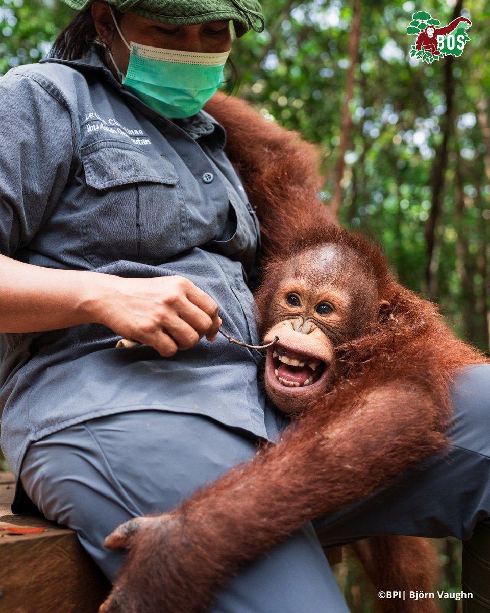BOS_AUS's tweet image. Happy Friday!

Class clown Onyer and babysitter Letha are having fun at Forest School. 

Honestly, how can you not laugh when being tickled with a little stick?

#saveorangutans #fridayfun #conservation #love #nature