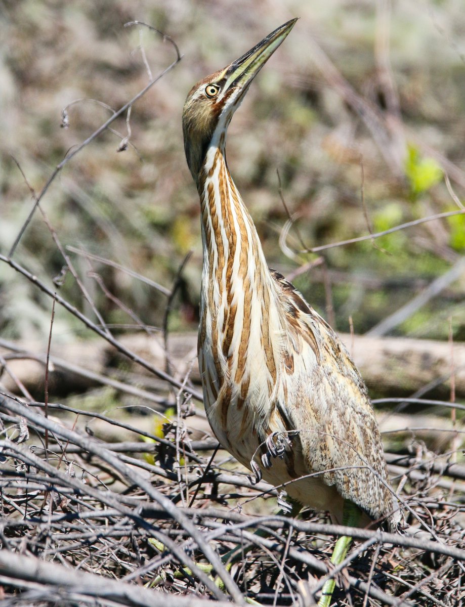 An American bittern is a highlight of 2025. Read more at Winkeler's Wings and Wildlife's Facebook page: facebook.com/brdtrip. Also, see wildlife photo album and tour details.