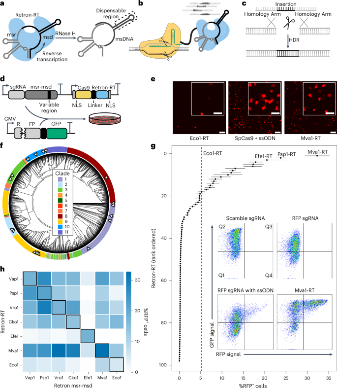 NatureBiotech's tweet image. Discovery and engineering of retrons for precise genome editing - @IlyaFinkelstein go.nature.com/4nkr7DE