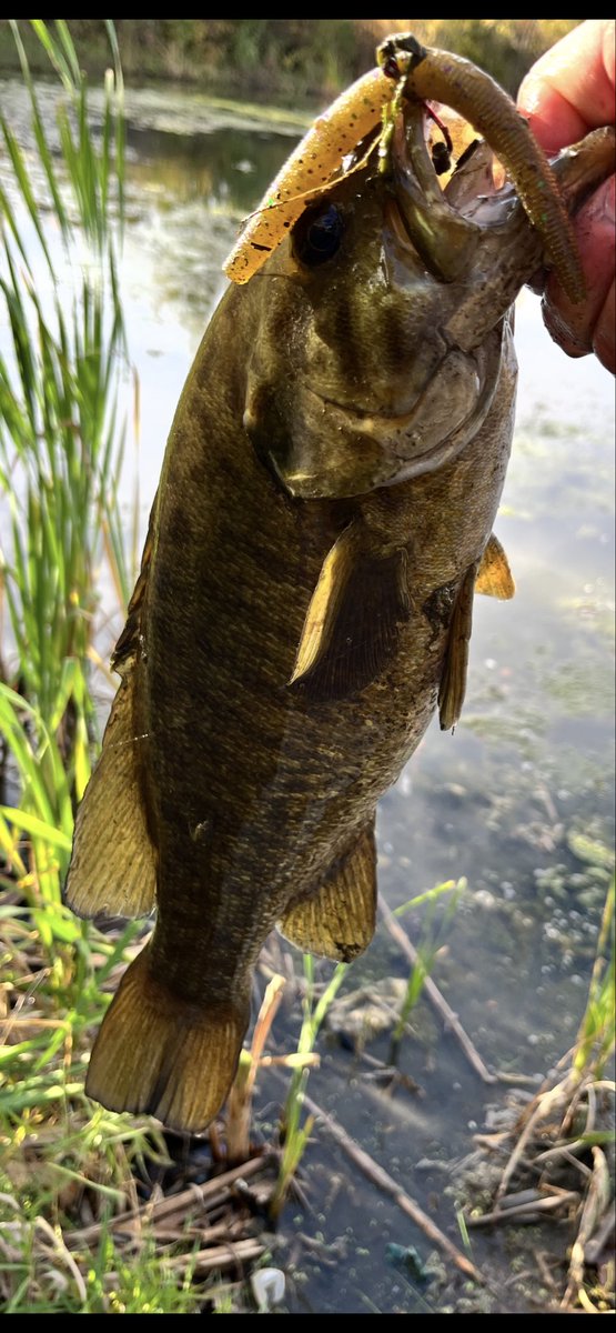 Split_Finger19's tweet image. Smallie?