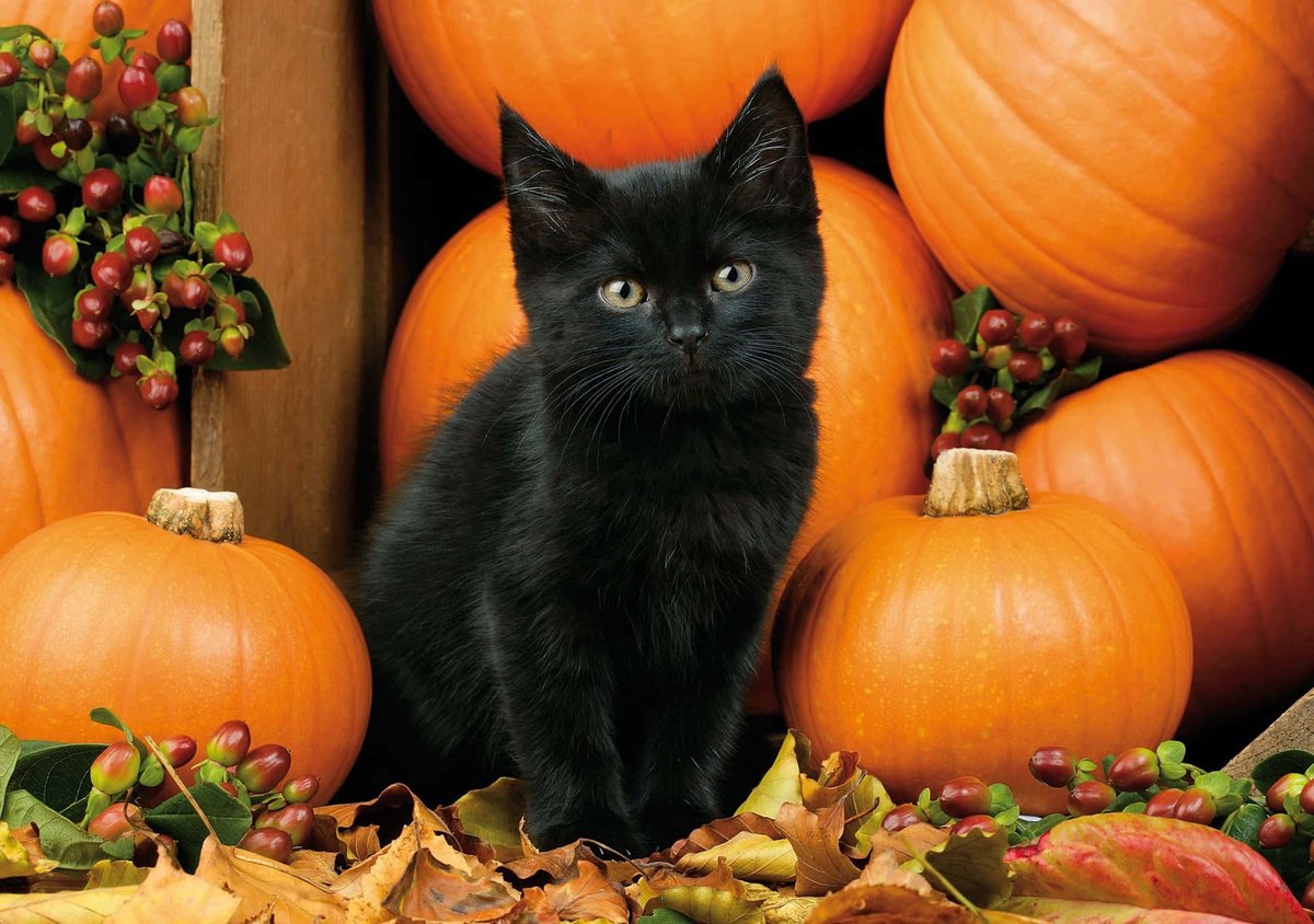 MandarinVet's tweet image. As Halloween draws near, the excitement ramps up—but so do the risks. 
facebook.com/share/p/1Cokrh…
instagram.com/p/DQJ-XUKkVQY/…
#MVC #DrJones #aahaaccredited #halloween2025 #PetSafety #HalloweenPetSafety