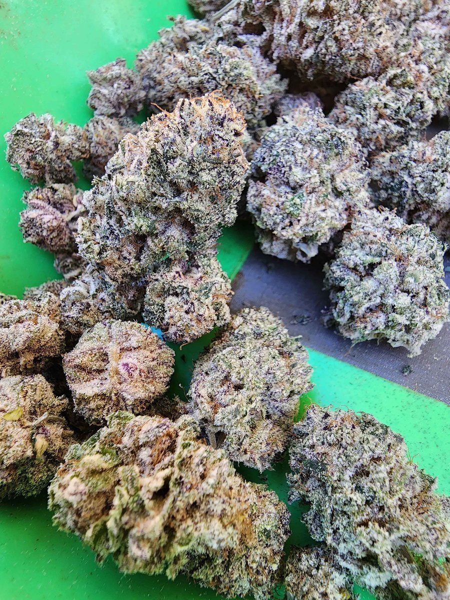 Mrrobot307's tweet image. This alien taffy is top tier! Funky froot loopy milky gasss 🔥
#fruitloop #terps #StonerFam #cannabisculture #gas #Homegrown