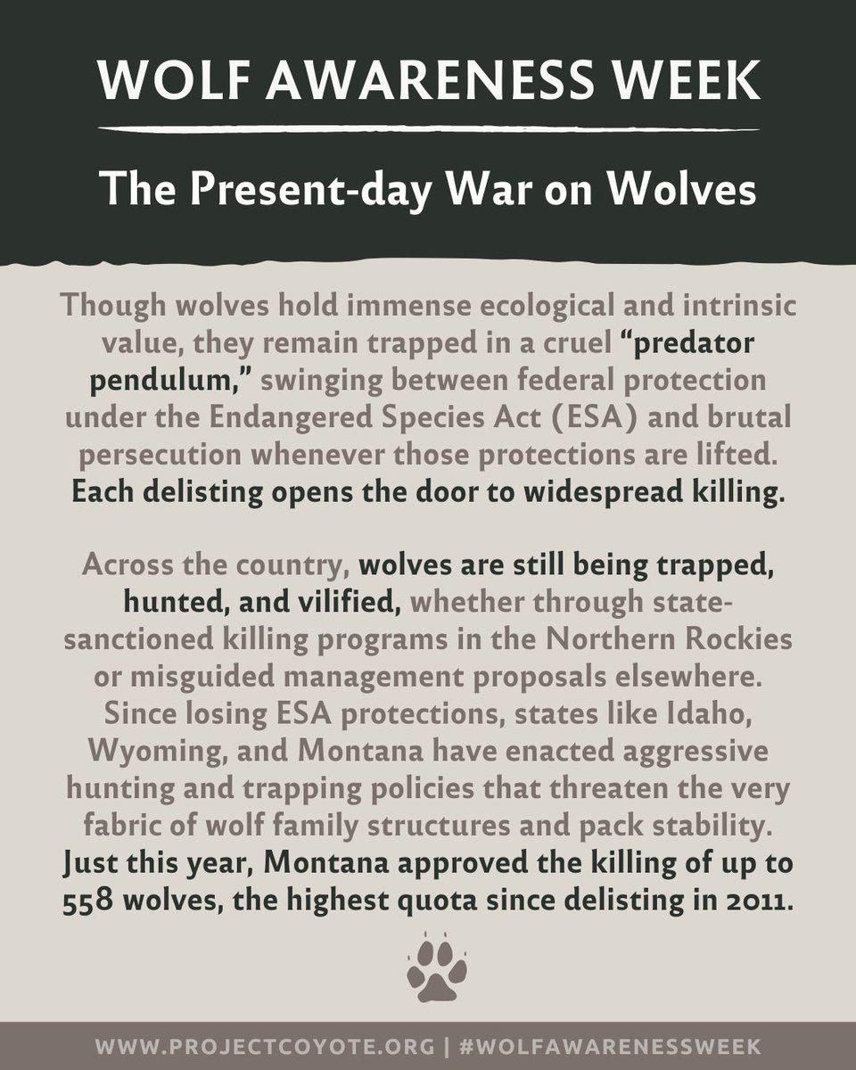 ProjectCoyote's tweet photo. Today for #WolfAwarenessWeek, we’re confronting the present-day war on wolves, a struggle that continues despite decades of recovery efforts.

#ProjectCoyote #Wolves #GrayWolves #MexicanGrayWolves #RedWolves #ProtectAmericasWolves https://t.co/EClLPwLzX3