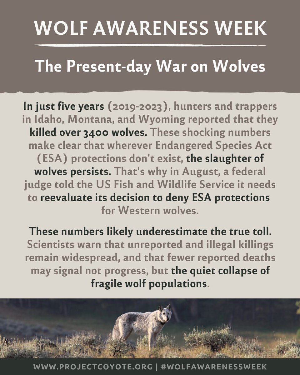 ProjectCoyote's tweet photo. Today for #WolfAwarenessWeek, we’re confronting the present-day war on wolves, a struggle that continues despite decades of recovery efforts.

#ProjectCoyote #Wolves #GrayWolves #MexicanGrayWolves #RedWolves #ProtectAmericasWolves https://t.co/EClLPwLzX3