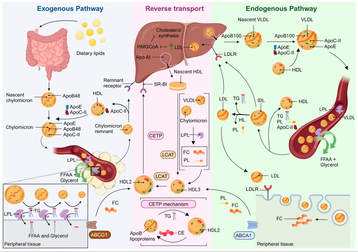SABOURETCardio's tweet image. #Lipids I will speak about the reasons why we should take into consideration #TG and #HDL in the #CVR evaluation. And #VLDL remnants? @BNordestgaard 😎