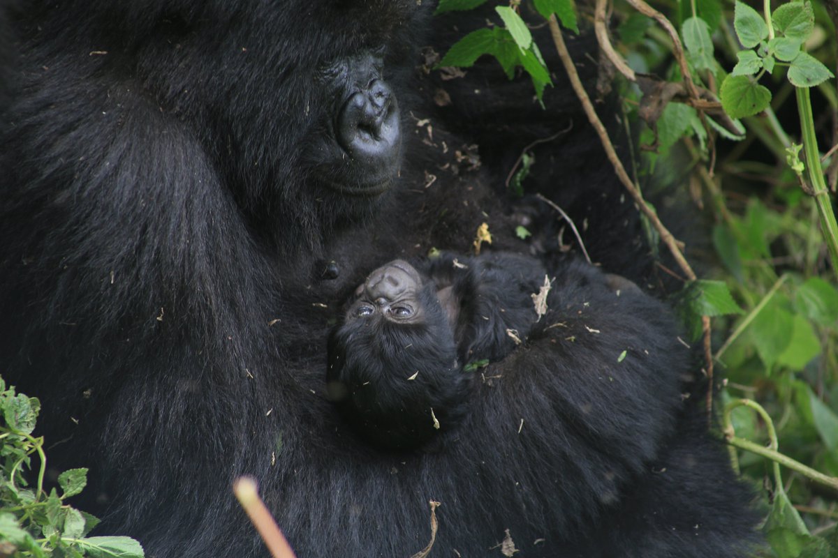 We are pleased to announce a new birth in Virunga National Park. During a monitoring patrol, the bio-monitoring assistant and his team observed a female from the Baraka family holding her newborn in her arms.⁠
⁠
With this birth, the Baraka family now numbers 17 individuals. It