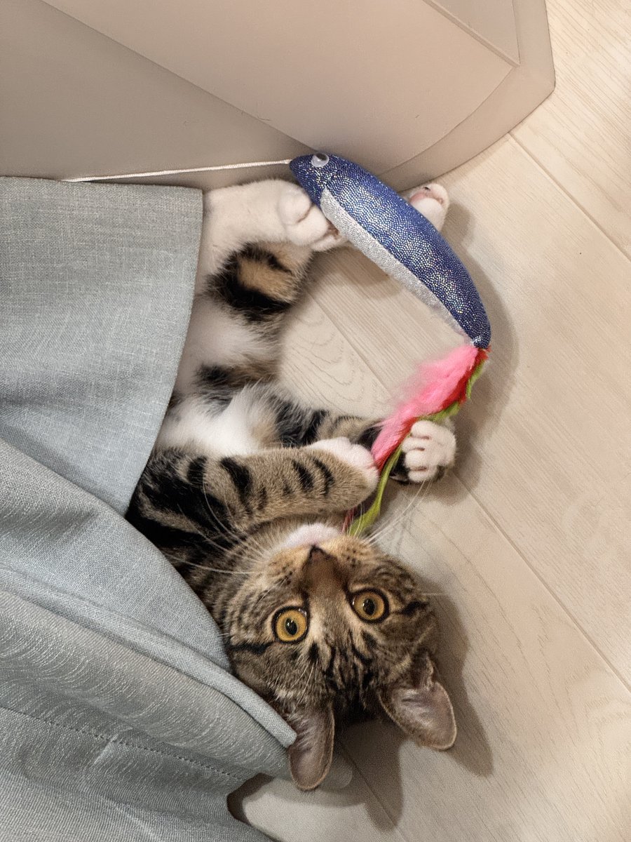 집 오자마자 집 정리부터 시작
빨래도 중간중간 돌려가며, 오랜만에 만난 애옹이도 놀아주고, 낼모레 공연갈 재료 정리도 하고
얼추 정리됐나 싶어서 시계보니 열두시네 _:(´ཀ`」∠):_