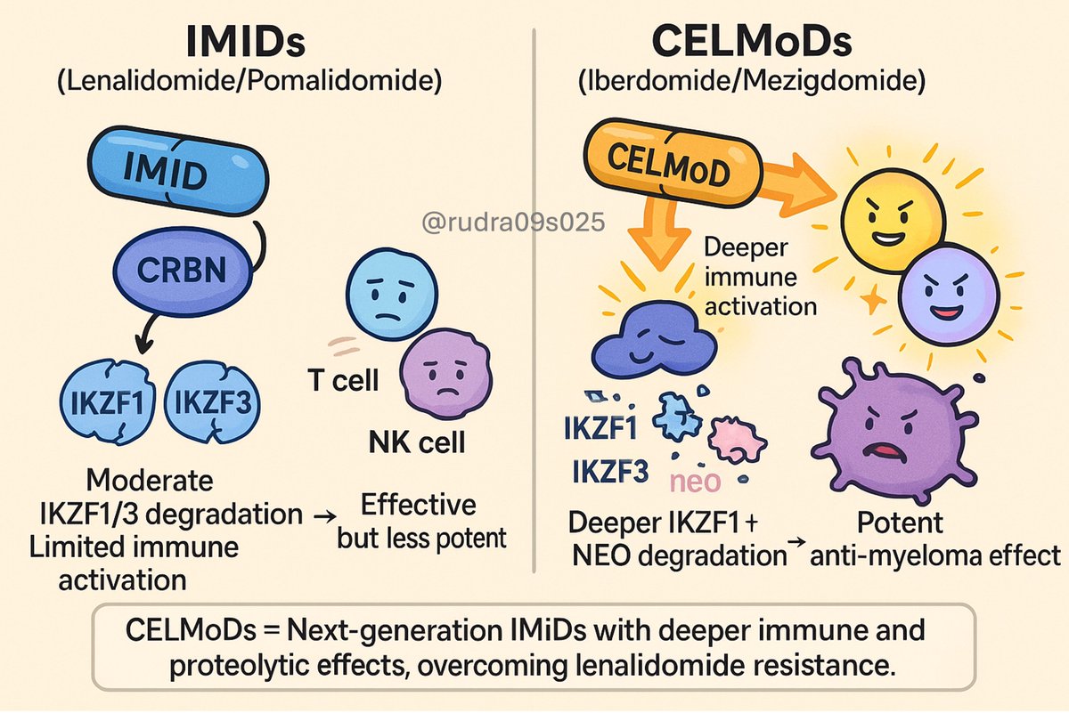 🧵 IMiDs → CELMoDs: The Evolution of Cereblon Modulation in Myeloma

💊 Immunomodulatory drugs (IMiDs) like lenalidomide/pomalidomide transformed MM therapy — but refractoriness is common after prolonged use.

📈 CELMoDs — iberdomide &amp; mezigdomide — next-gen cereblon modulators