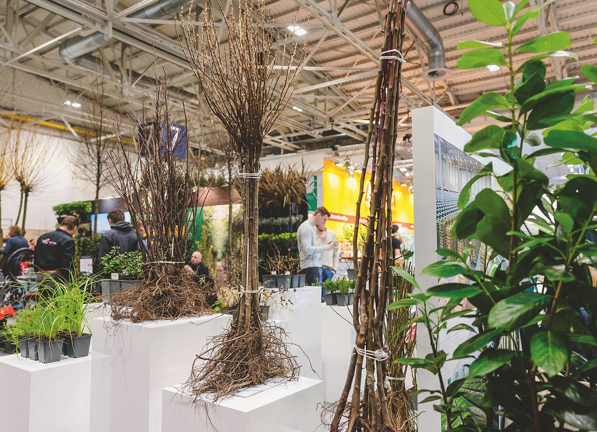 GFMGartenmarkt's tweet photo. Die Messe Essen hat für die #IPM Essen vom 27. bis 30.01.2026 eine neue #Gehölze-Arena angekündigt. Der Treffpunkt inmitten der Baumschulhalle 7 soll sich mit Wissen, Praxis und Zukunftsthemen rund um Gehölze, Stadtbegrünung und Klimaanpassung beschäftigen https://t.co/wXfIuz2bhg https://t.co/6Yyl38rCfe