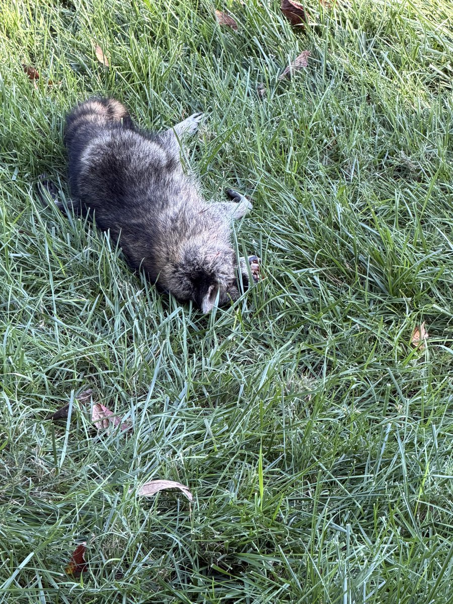 Saw all of these vultures in my front yard, knew it had to be roadkill.  Yup, raccoon for breakfast today.