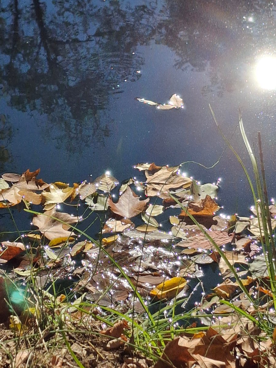 Frédérique CHAMAYOU, écrivaine (@chamayouecrit) on Twitter photo 📷Automne à Castelnau-le-Lez.
10/2025 🌸 📷Automne à Castelnau-le-Lez.
10/2025 🌸