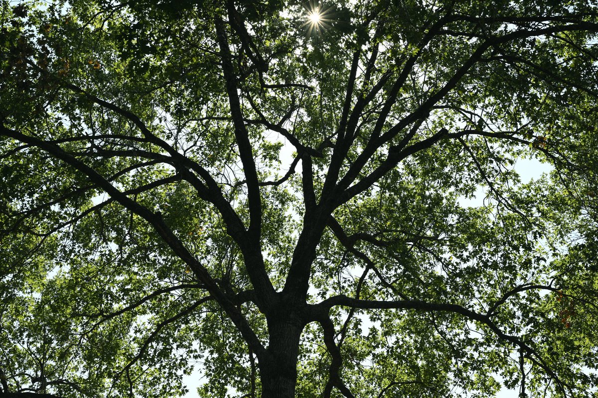 luiscencias's tweet image. 