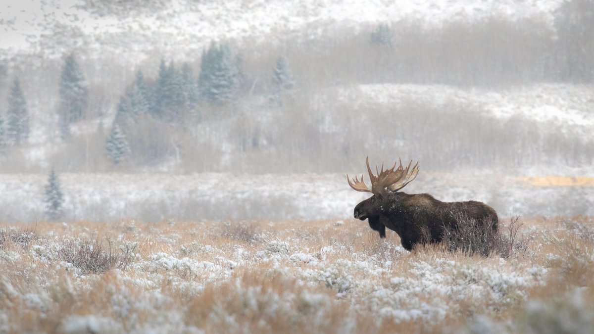 brynnalisephoto's tweet image. 🧵Brushed Wild with Transient Labs
"The Northern Sentinel" at 12 pm EST today
0 reserve auction, 24 hours
The first of six images, dropping every week for the next six weeks
Bidders’ edition for all at the end of the series
