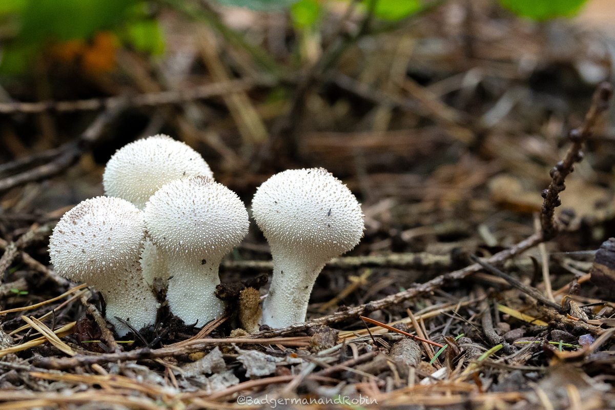 loveday_p's tweet image. Cluster of Common Puffballs (Lycoperdon perlatum) @bbcwildlifemag  @BBCSpringwatch  #bbcnatureweek #mushroom #mushroomhunting #mushroomlove #mushroomlover #fungi #fungiphotography #fungilove #fungilover #autumn #autumnvibes #intothewild #intothewoods