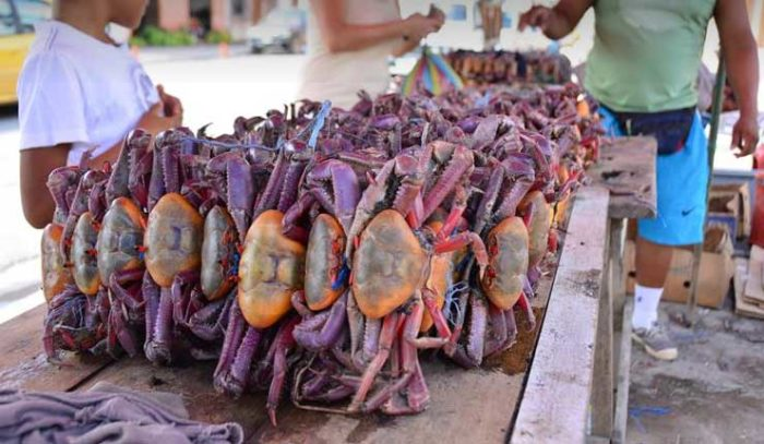 Ecuador suspende la exportación de cangrejos por seis años.
 La medida regirá desde el 28 de octubre de 2025 hasta 2031. Con esta medida, Ecuador prioriza la conservación y sostenibilidad sobre la rentabilidad a corto plazo.
#Ecuador #Cangrejo #PescaSostenible #ComercioExterior