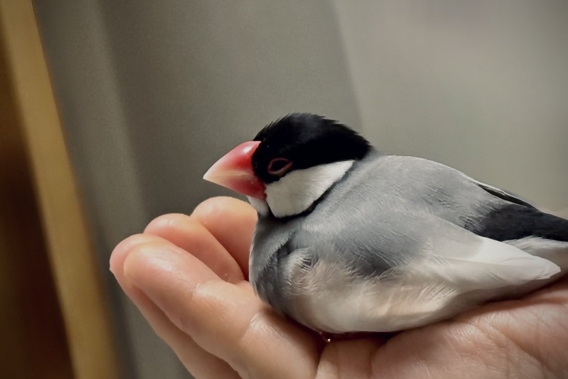 全ての鳥さんと飼い主さんの幸せを願っている。
これからもずっと一緒にしあわせに。
#文鳥の日