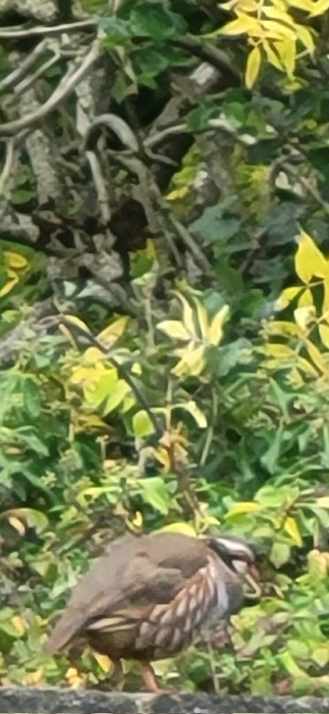 Partridge came back.