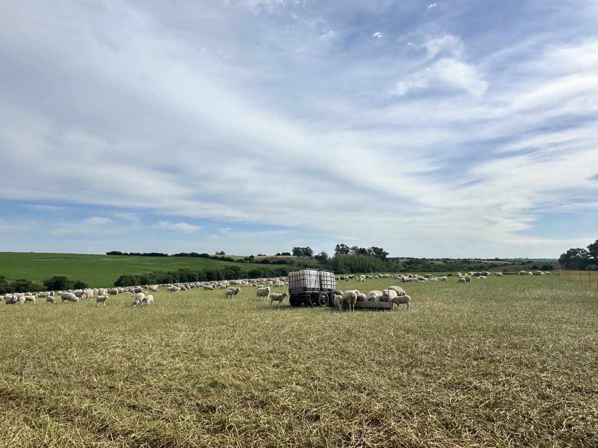 En #LosTréboles usan el #tanino en agua de bebida para pastorear la #alfalfa más tranquilamente 

Han constatado una mejor ganancia de peso de los corderos y un excelente resultado en el control de los parásitos gastrointestinales 

#blend #taninos #SilvaFeed ☘️