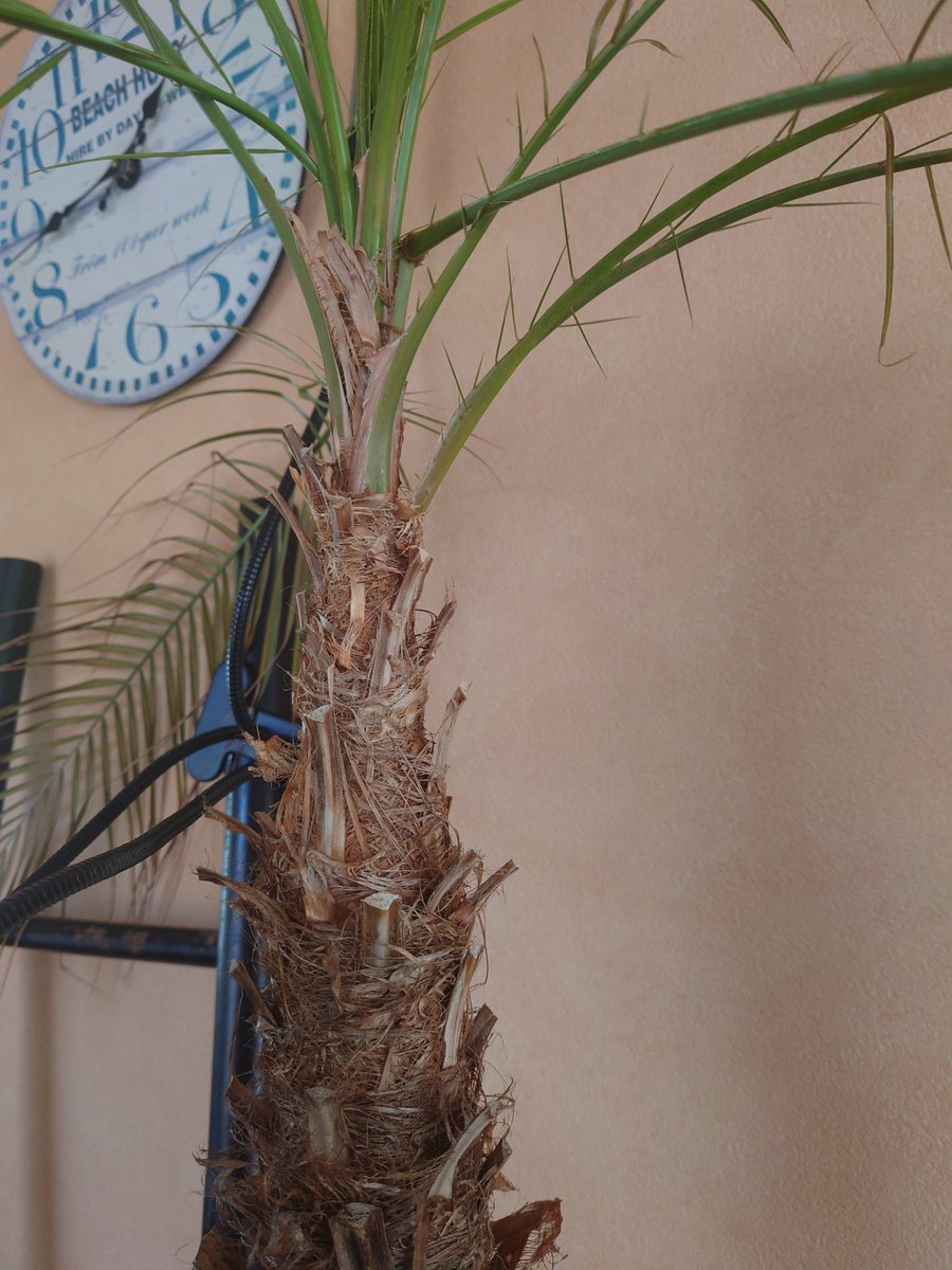 寒くなったので入れました、腰痛い！
うすい茶色の部分が今年の成長点かな。