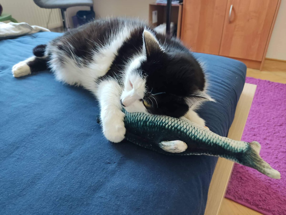 Kimchi's #ThrowbackThursday 😺
Hugging her fish friend 🐟