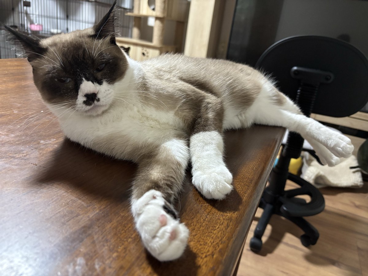まおにゃん