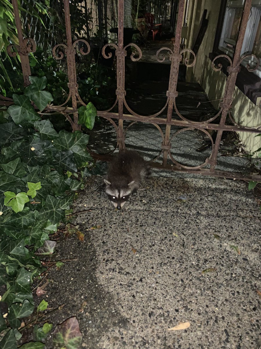 chance___chance's tweet photo. My new friend :) https://t.co/DJc8lO5YVc