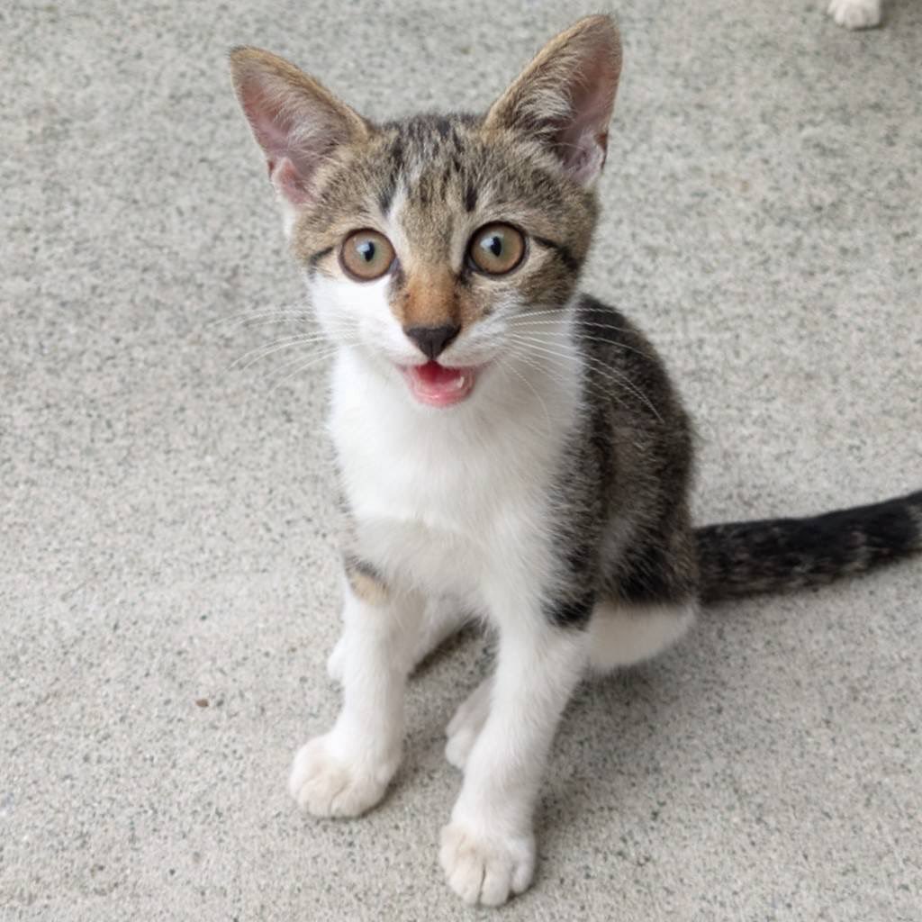 【里親募集】
お外にいる子猫3匹里親募集してらっしゃいます。4匹兄弟だったのですが1匹は車に轢かれて亡くなってしまいました…
生後5.6ヶ月、みんなメスでもうすぐ避妊手術をする予定です。どなたかおうちに入れてお迎えしてくださる方がいらっしゃればDMお願いします📩
#熊本 #里親募集 #子猫